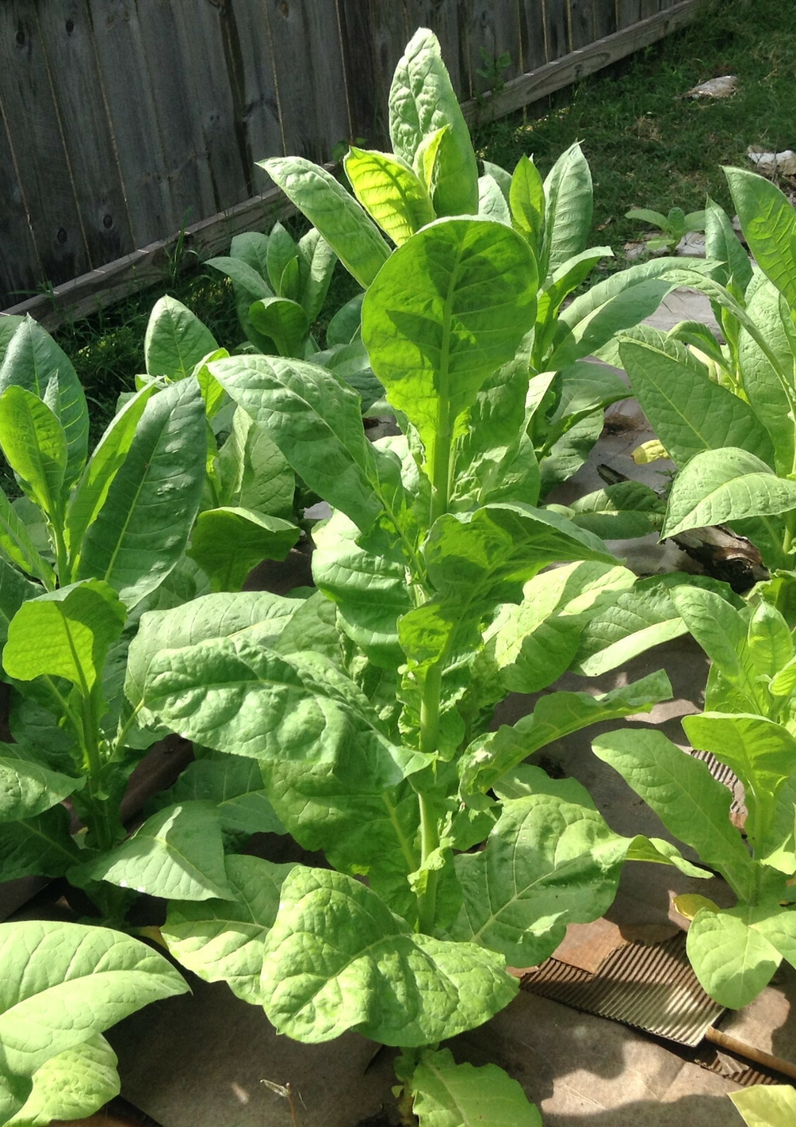 Caribbean Style Cigar Tobacco Seed Blend Kit – (1000+ seed each of 3 varietes)