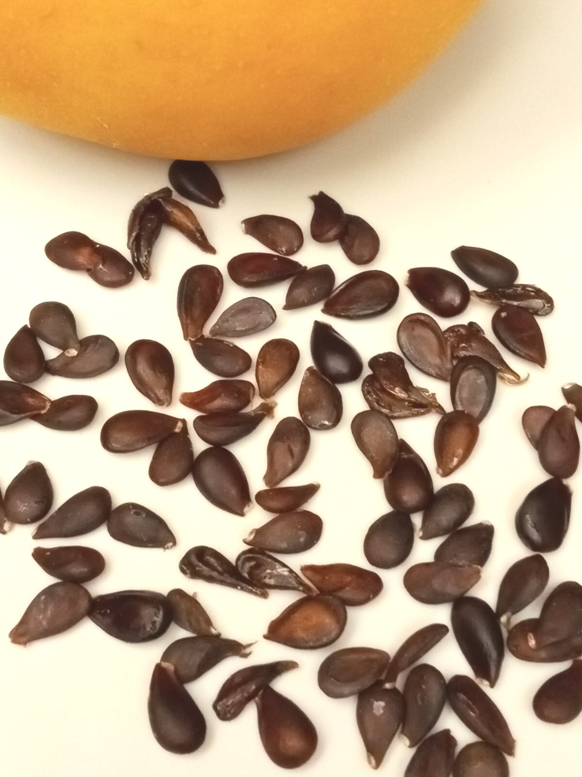 Large Korean Butterscotch Pear Pyrus Pyrifolia 韩国大梨种子 10 Seeds – Fruit Tree USA