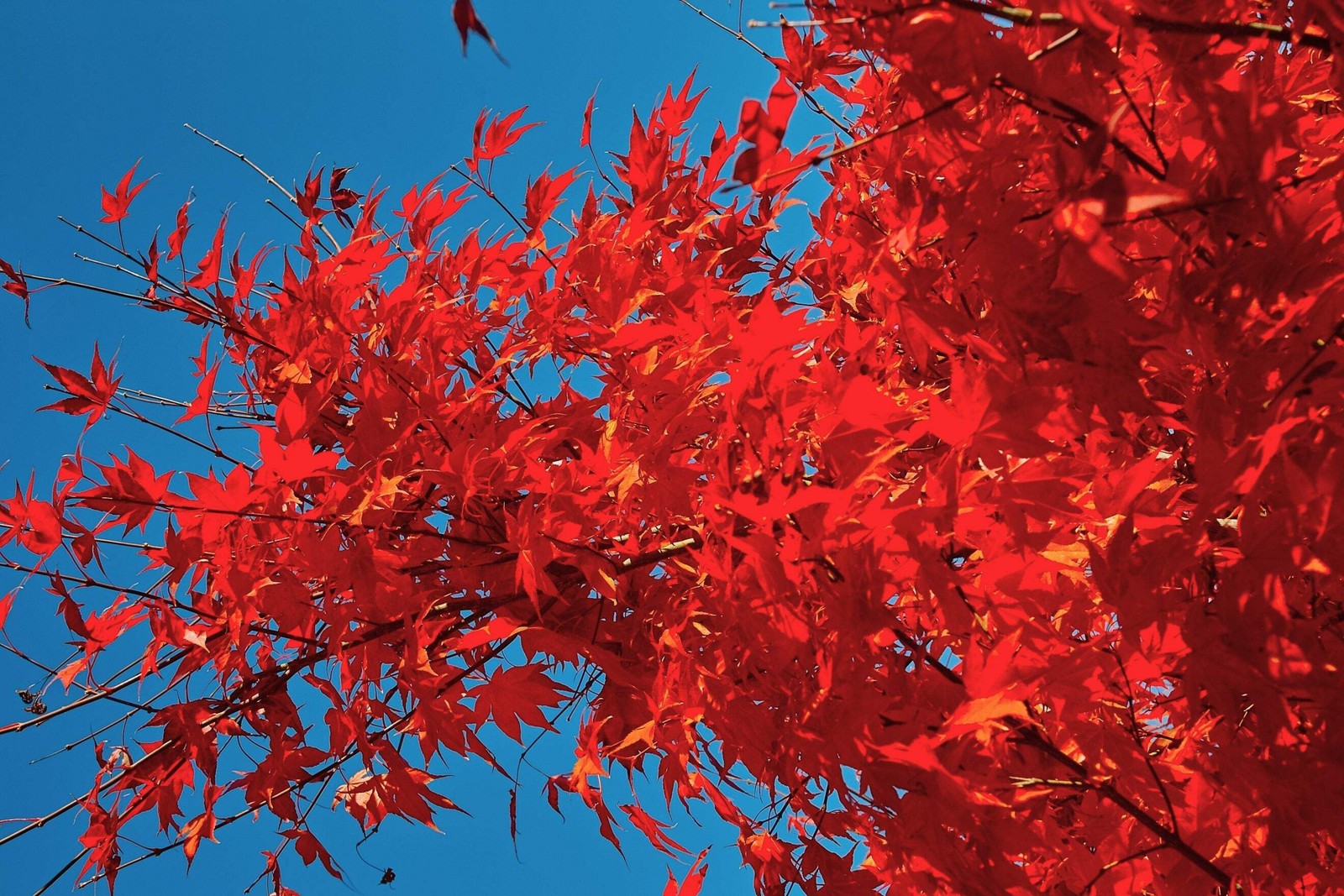 25 SIBERIAN MAPLE TREE Acer Ginnala Seeds – Red Fall Foliage