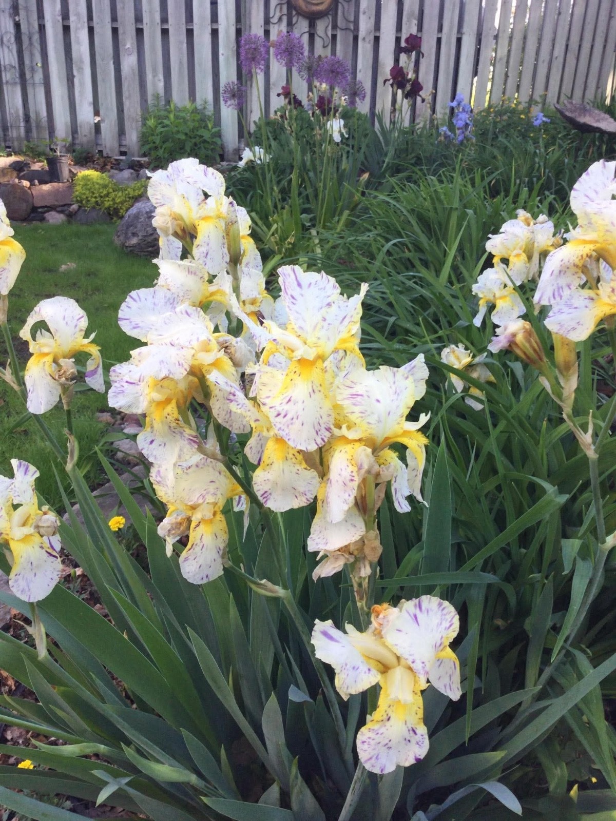 1 Plant – white, yellow, IRIS Bare Root Perennial Bulb Rhizome UNIQUE BLOOMS