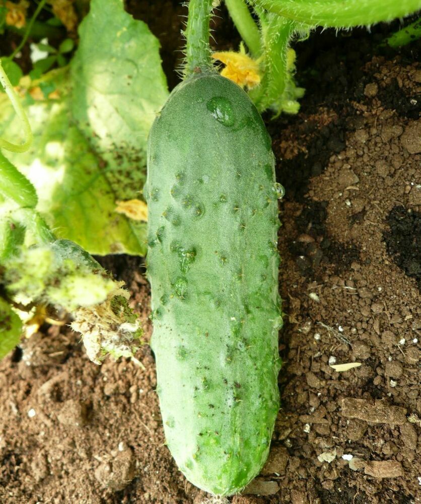 Cucumber Seeds Calypso 50+ Vegetable Garden NON-GMO USA FREE SHIPPING PICKLING