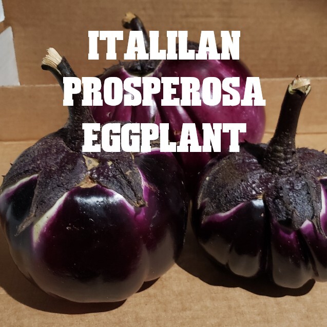 RARE✿ Heirloom Italian Prosperosa Eggplant 15+ Seeds ●Tasty No Bitterness
