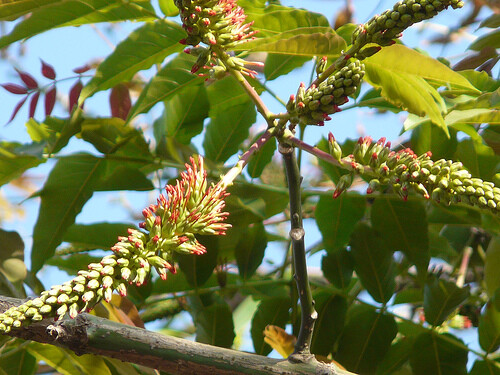 Acrocarpus Fraxinifolius Tree 500 Seeds, Pink Cedar Erosion Control Fodder