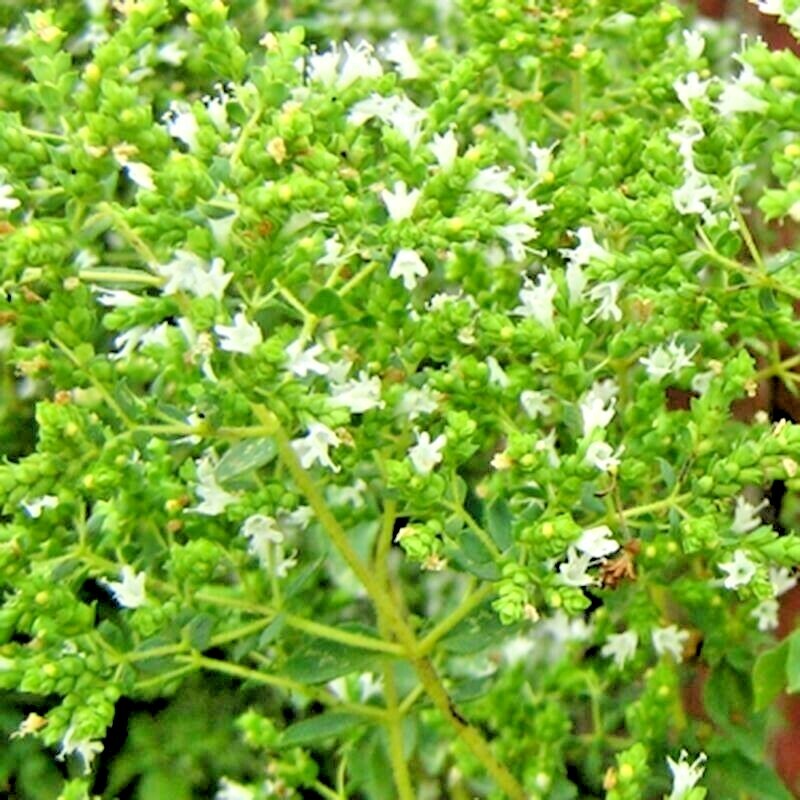 2000+ OREGANO SEEDS HERB PERENNIAL GREENS GREEK FRESH MEDICINAL NON-GMO HEIRLOOM