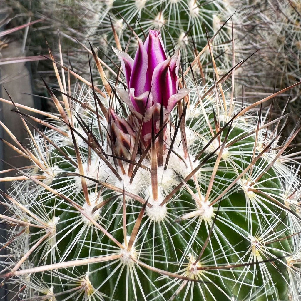 Echinofossulocactus Zacatecasensis 5 Seeds Free Shipping!