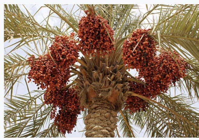 Dates Seeds Honey Sweet Dates. 100% Strong Sprout 20 seeds