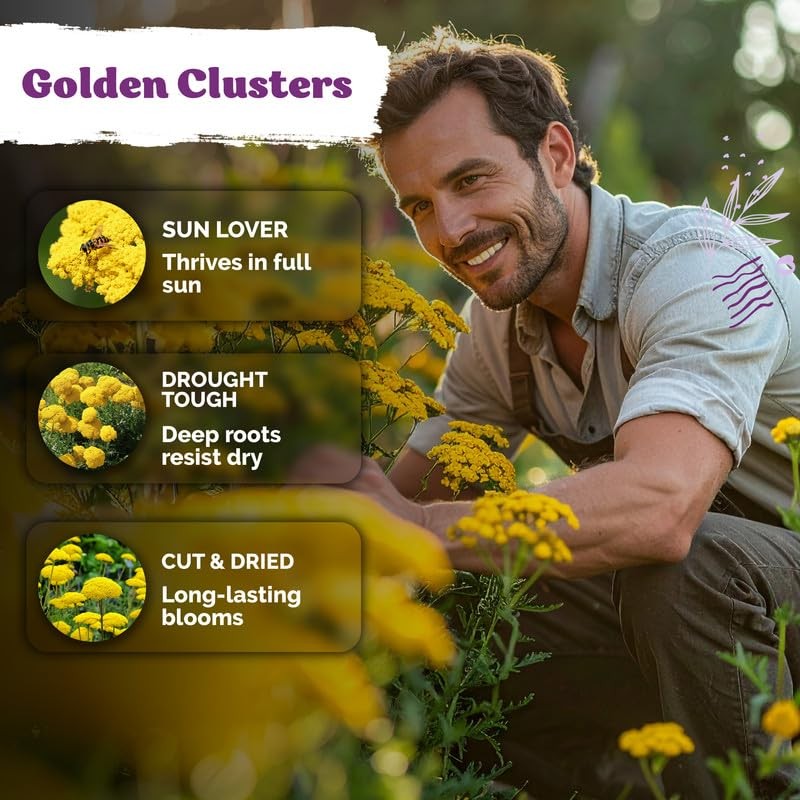 KVITER 14,000 Gold Yarrow Seeds (Achillea Filipendulina), 2 Pack