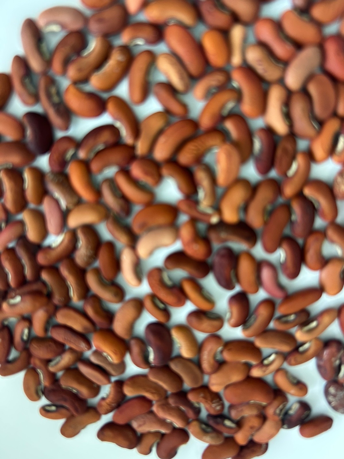 40+ Brown Bush Bean Seeds with Long Pods Delicious