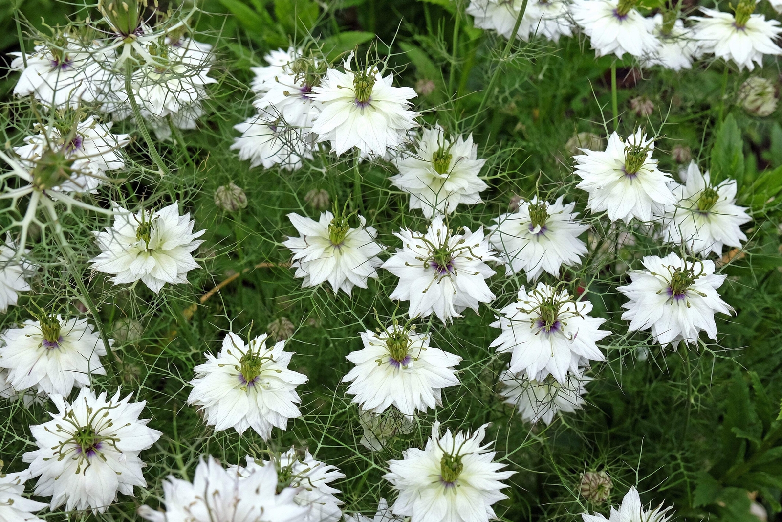 500 WHITE LOVE IN A MIST Nigella Damascena Flower Seeds *Flat S/H