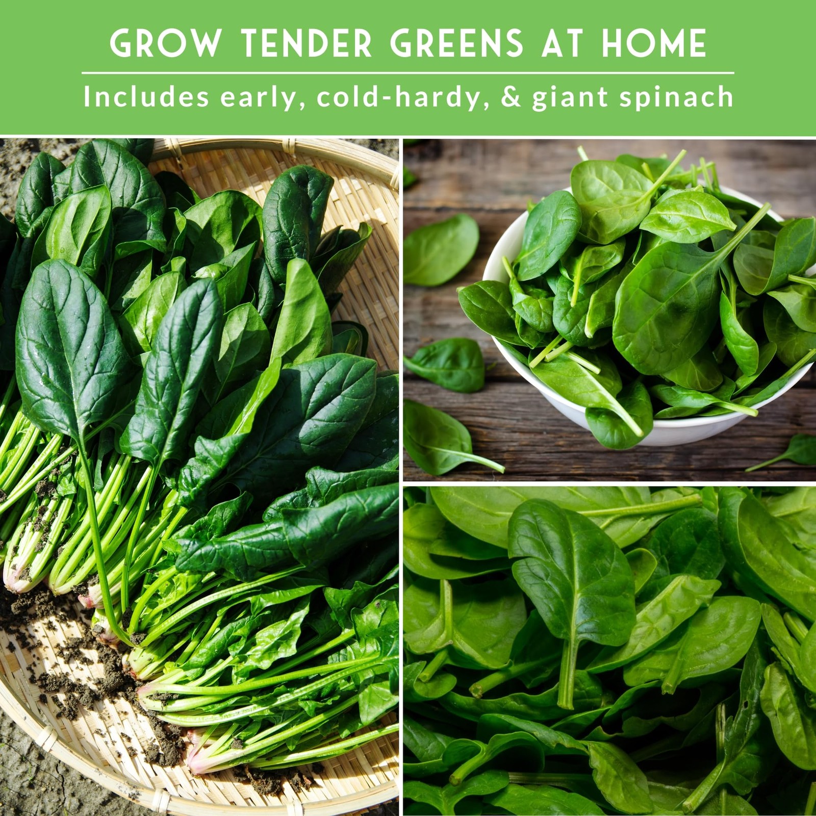 Spinach Seeds 3 Variety Heirloom Planting Pack NonGMO OpenPollinated Garden