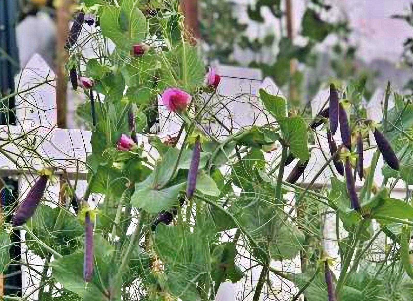 Purple Magnolia, Snap Peas