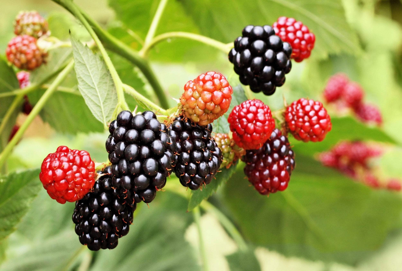 50 WHITEBARK Black RASPBERRY Western Blackcap Rubus Leucodermis Fruit Berry Seed