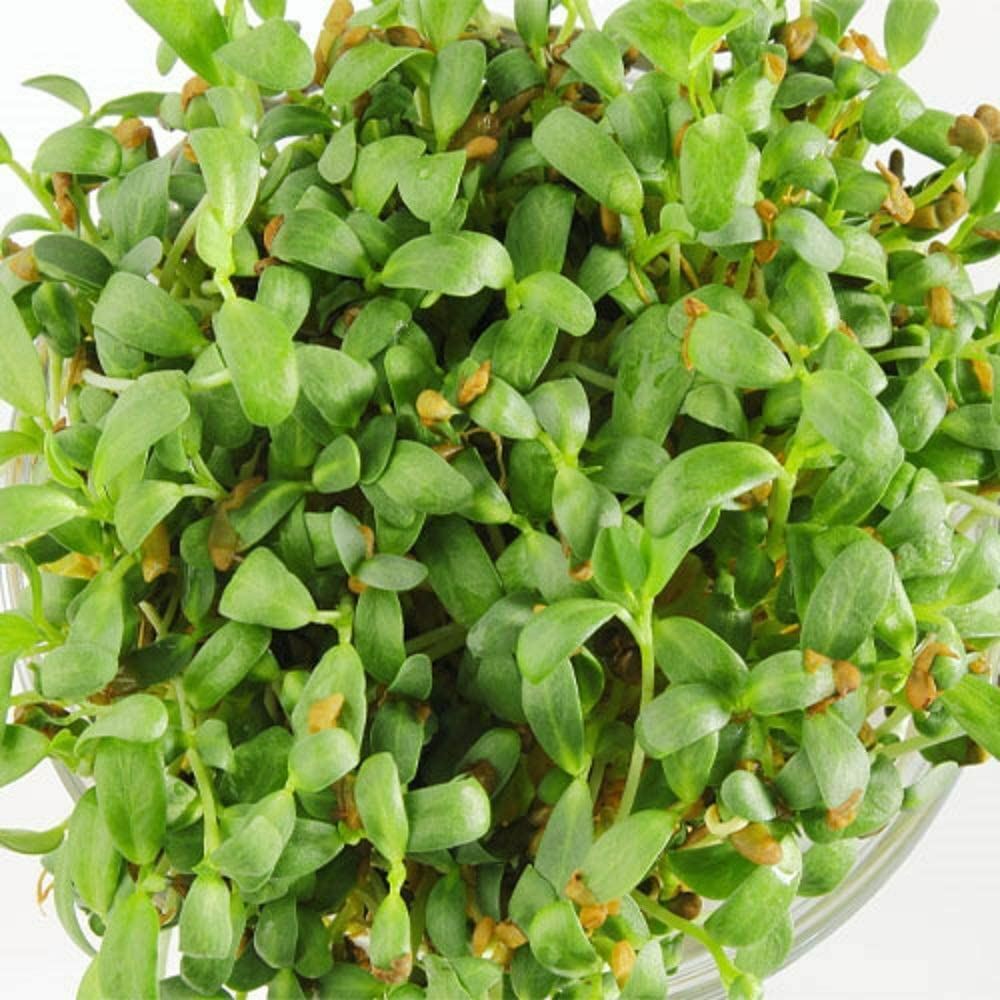 Fenugreek Seeds for Sprouting Microgreens, COOL BEANS N SPROUTS