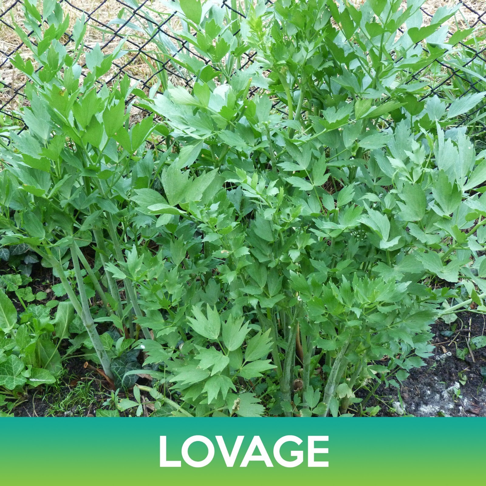 Lovage Seeds, Levisticum officinale