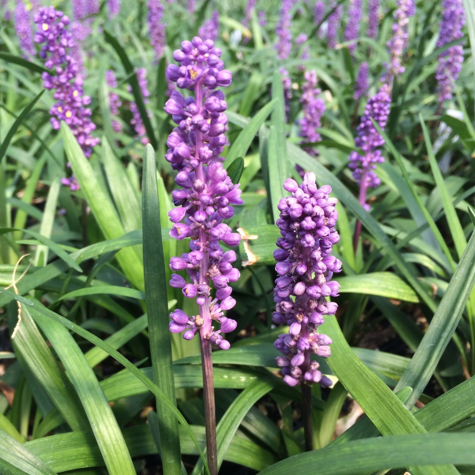 10 LILYTURF Flower Seeds Liriope Muscari Big Blue Lily Turf Clean Seed From 2024