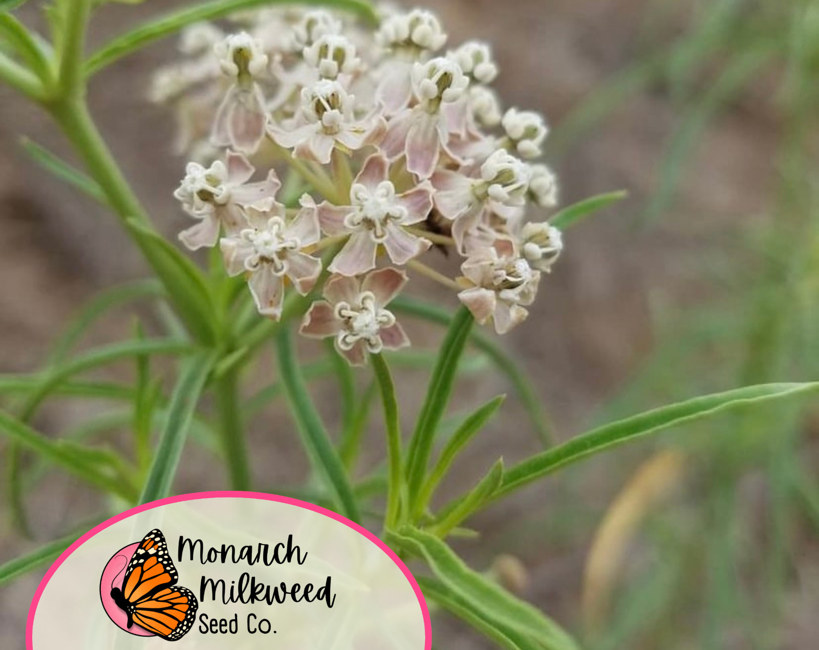 55+ Narrowleaf Milkweed Seeds | Native Perennial Wildflower, Monarch Butterfly