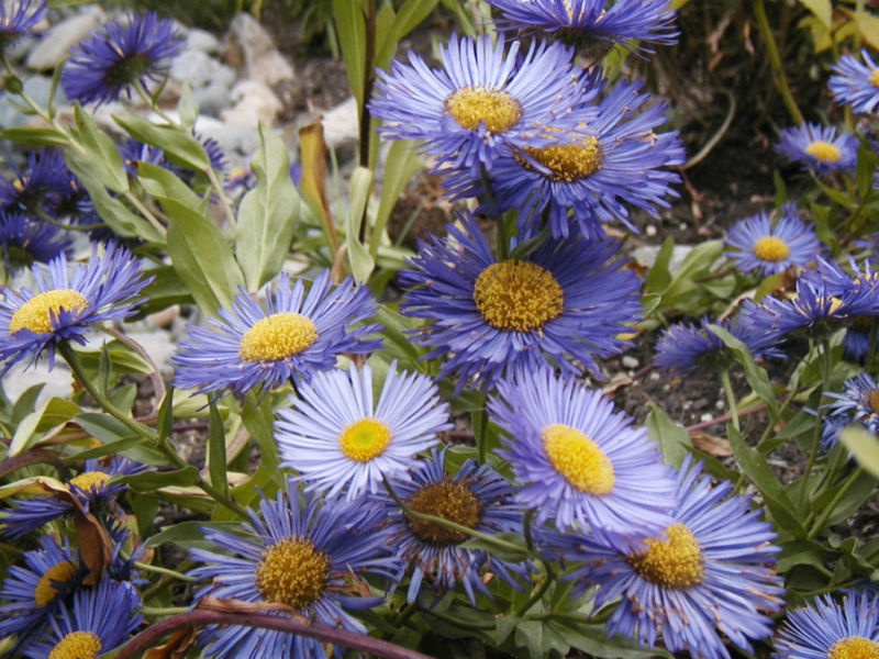 215 SEEDS – aster, NEW ENGLAND ASTER MIX – GroCo* USA – BUY 15-SHIPS FREE