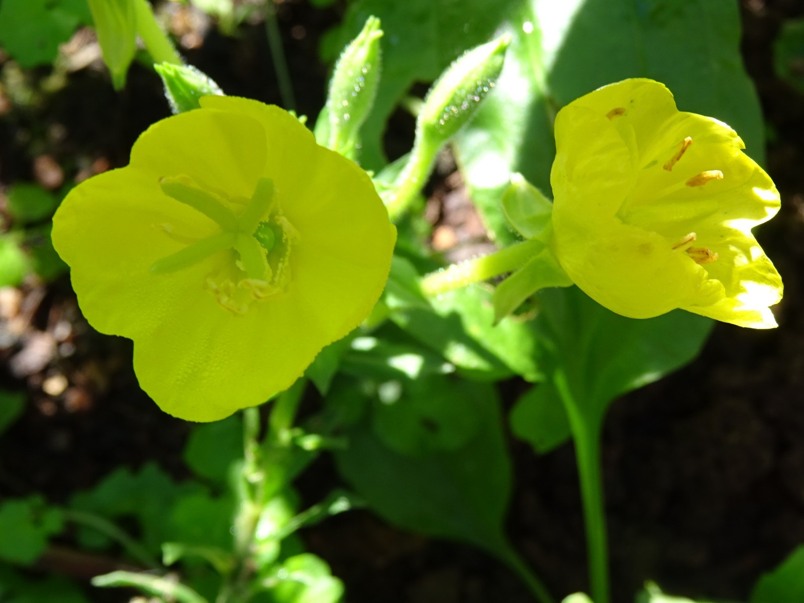 Oenothera biennis primros Native Wildflower 100seeds from 2025 Birds Bees Edible
