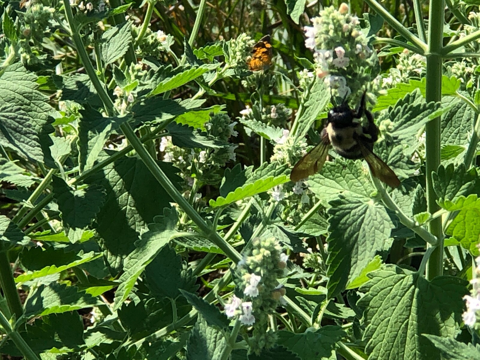 Fresh 2023 Fully Organic Catnip*Nepeta Cataria SEEDS~Perennial Herb *Heirloom