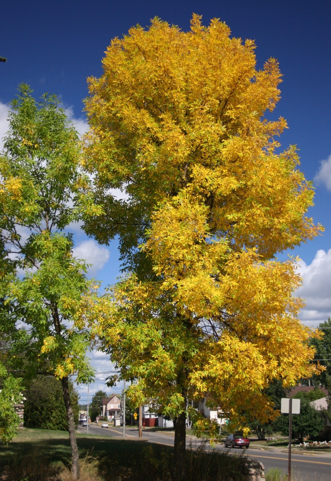 Green Ash Tree Seeds (Fraxinus Pennsylvanica), 25 seeds