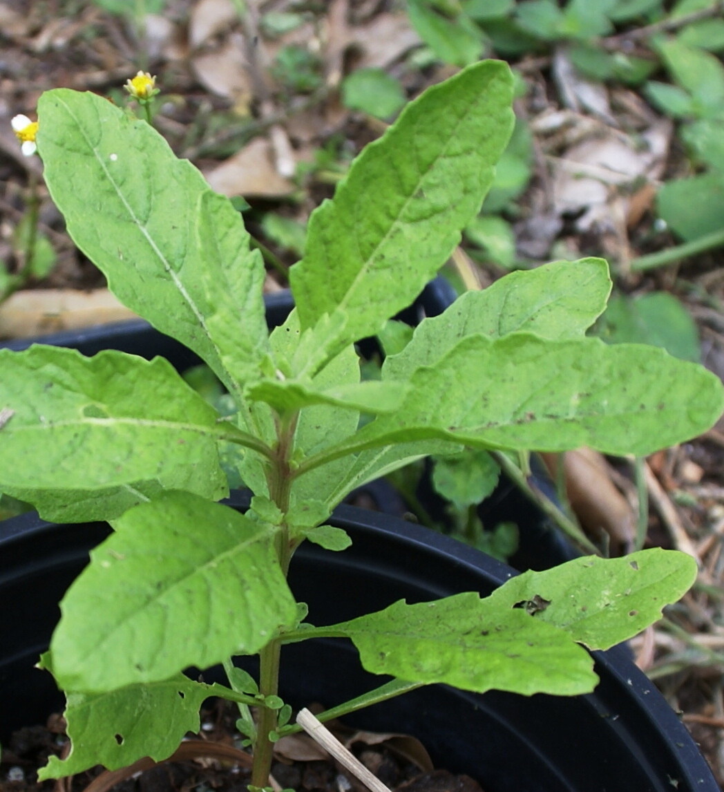 Epazote Seeds -Central,S.American Herb – 50+ Heirloom seeds – FREE Shipping