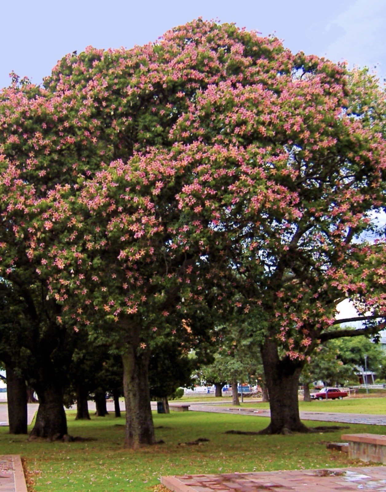 Pink Silk Floss Tree-Ceiba specios-Rare Tree! Beautiful Orchid Like Blooms!