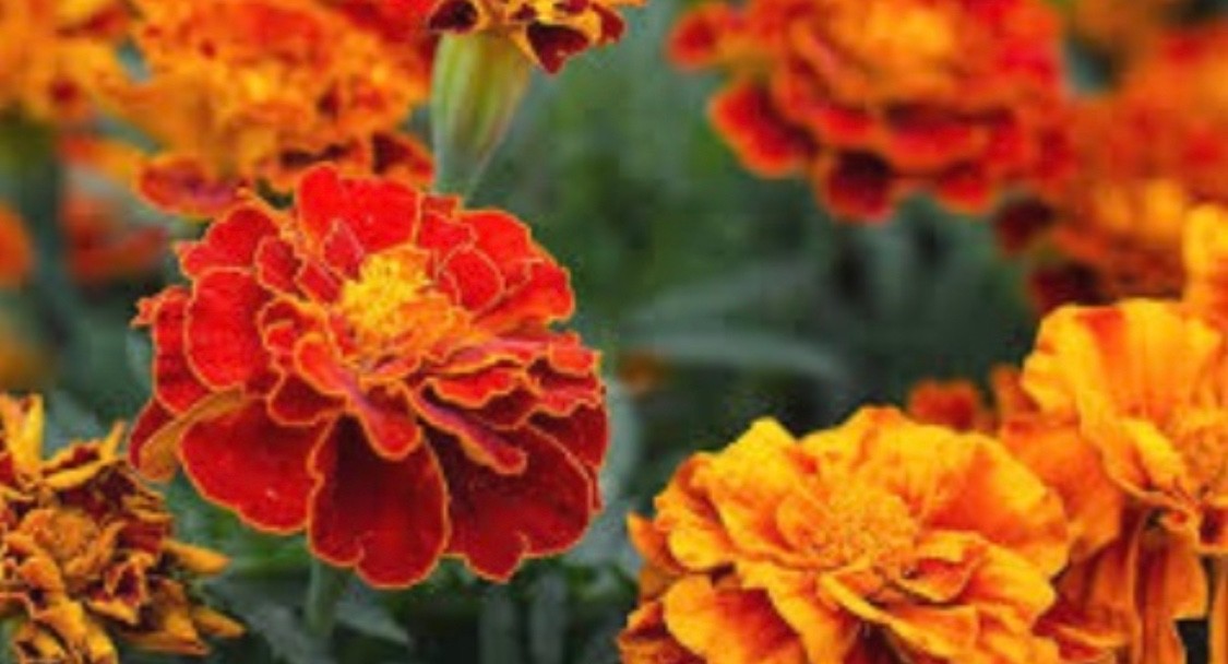 SEEDS – Marigold Variegated Orange/Yellow/Red 12″ Diameter Hearty Plants