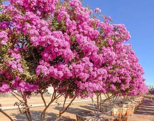 500 Premium Crepe Myrtle Tree Seeds – Easy to Grow – Free Growing Guide Included