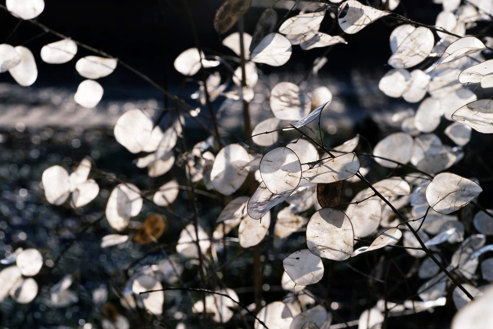 100 LUNARIA Biennis ( MONEY PLANT / Silver Dollar / Honesty ) Flower Seeds