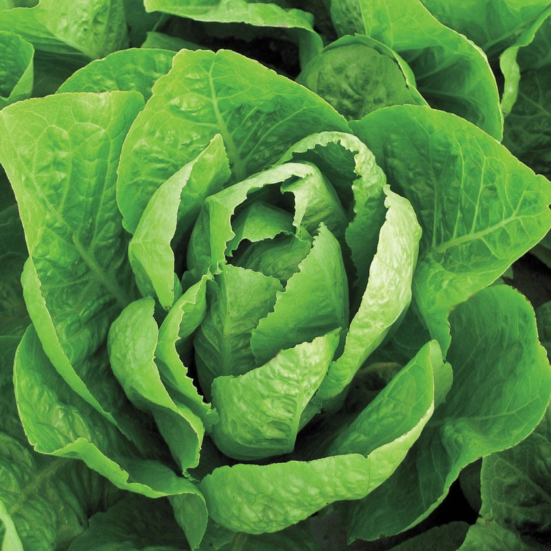 Jericho Romaine Lettuce Seeds 600+ Lactuca Sativa Vegetable NON-GMO US FREE S&H