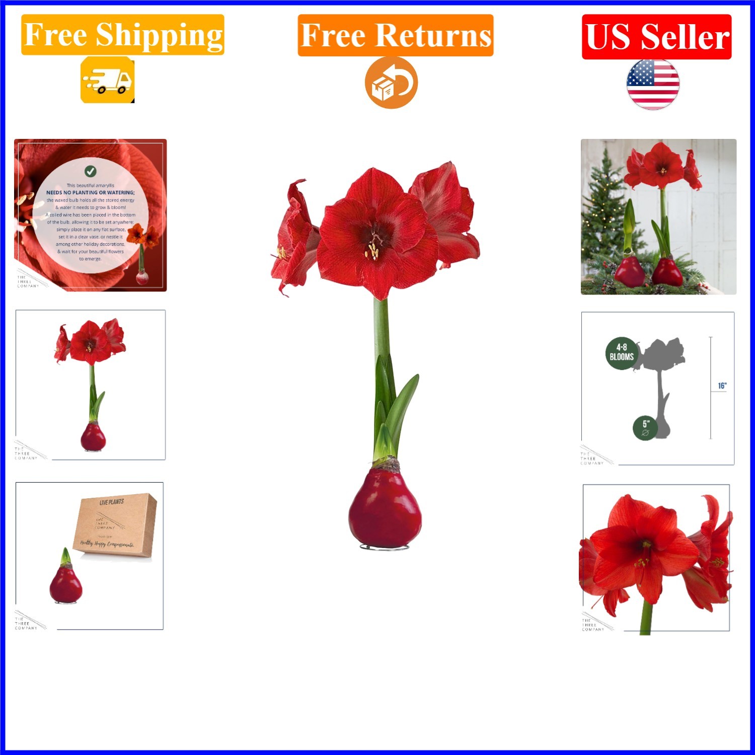 Waxed Red Amaryllis Bulb – Holiday Live Indoor/Outdoor Plant, No Water