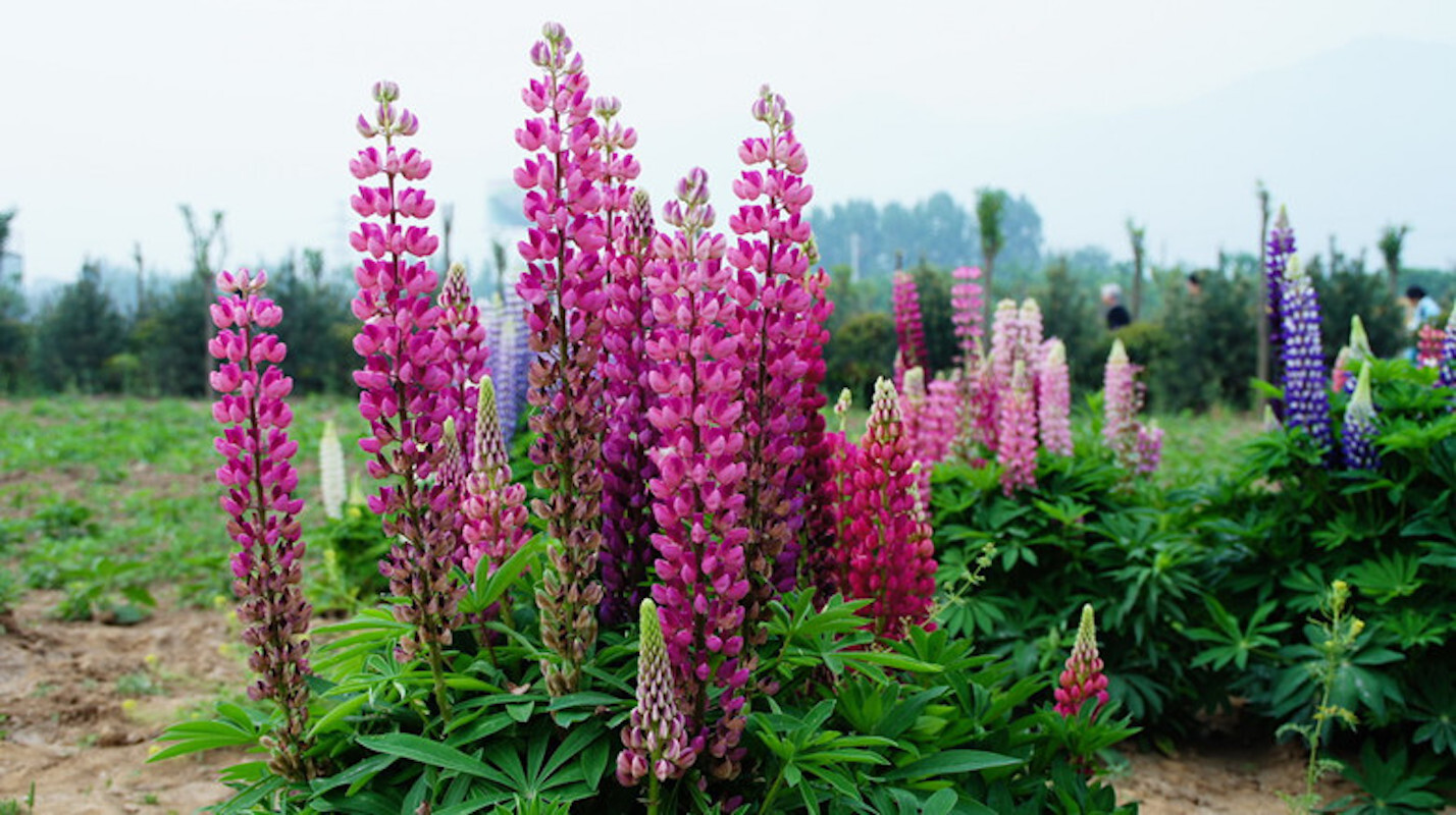 20 EXOTIC rare LUPINE SEEDS for garden flower beds plant bush USA SELLER USPS