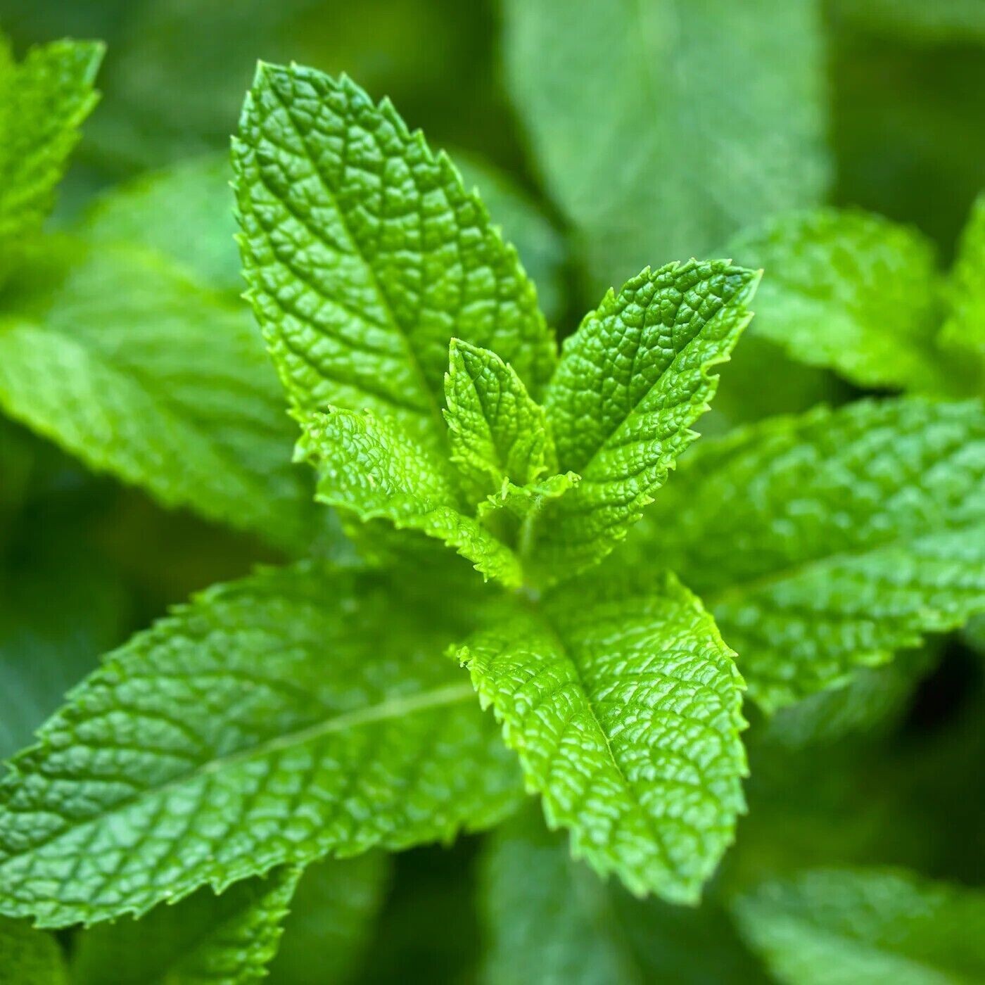 Organic 500++ Mint Peppermint herb seeds NON-GMO Heirloom , 2025 Season