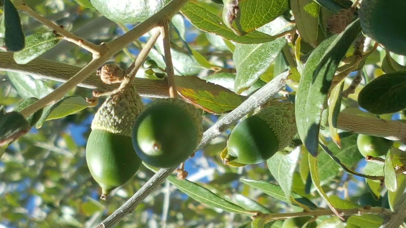 30 – QUERCUS ILEX HOLLY HOLM OAK MEDITERRANEAN DALMATIAN COAST, OCT 2024 ACORNS