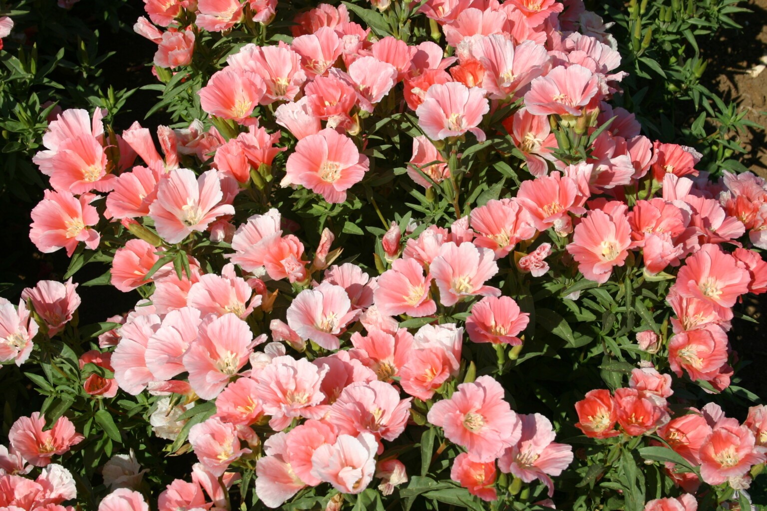 Godetia Peach, Clarkia. 1000 Seeds Free Shipping!