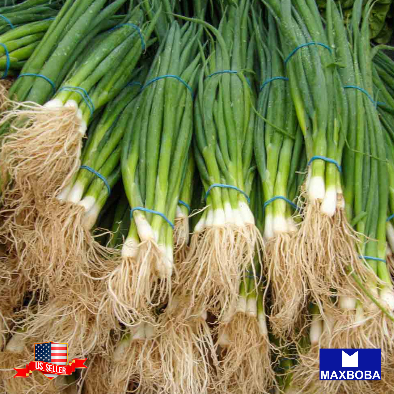 Onion Seeds – Bunching – Tokyo Long White (Organic) Non-GMO Heirloom Vegetable