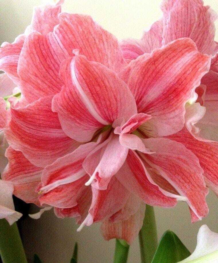 Large Amaryllis FIRST LOVE 24/26 centimeters – United States Seller