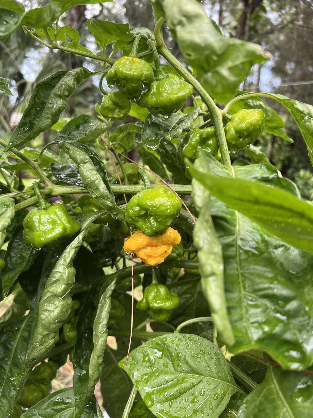 Scotch Bonnet Pepper Seeds Jamaican Yard 25 Seeds Hot Spicy Jamaica