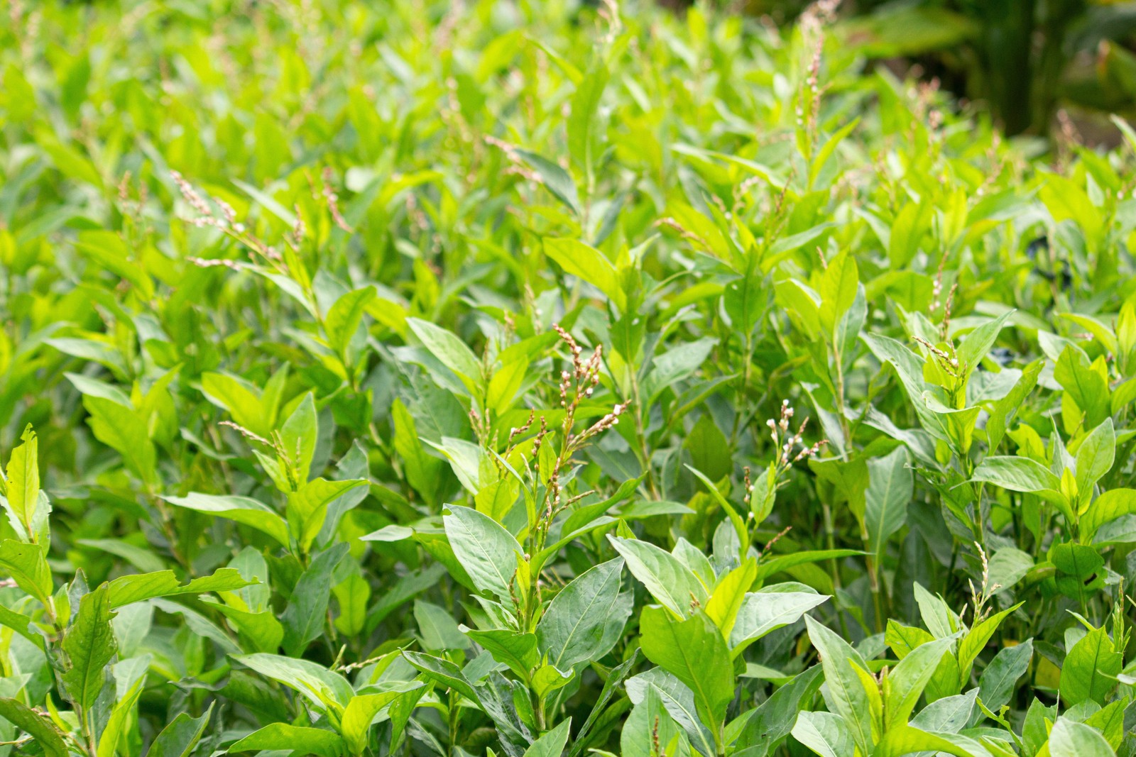 Indigo, Japanese (Persicaria tinctoria)