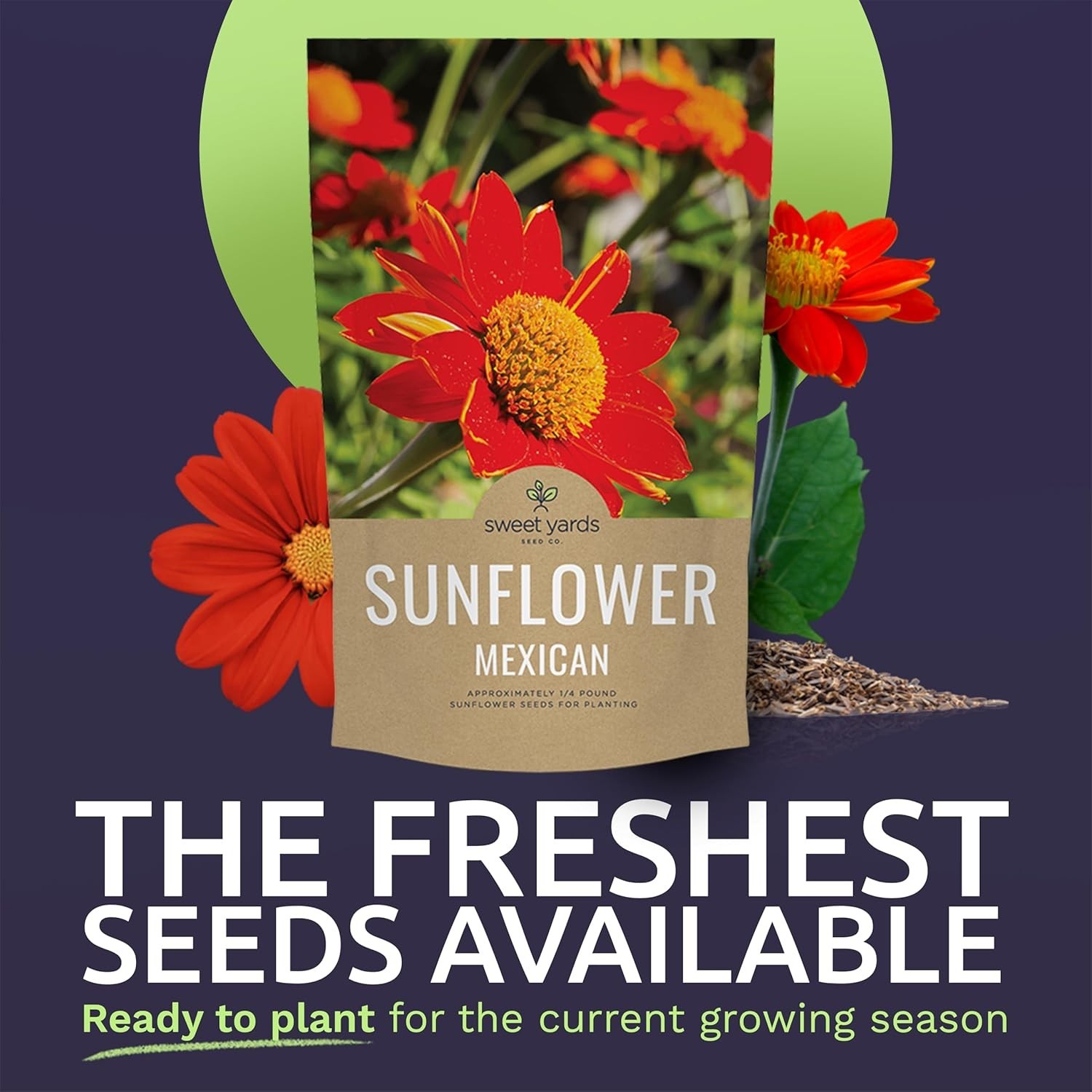 Bulk Mexican Sunflower Seeds 10,000+ Open Pollinated Non-GMO Tithonia rotundi…