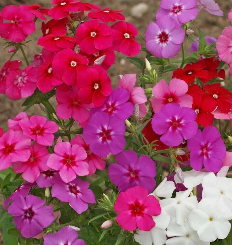 PHLOX FLOWER SEEDS 600+ “drummonds” MIXED COLORS annual WILDFLOWER garden