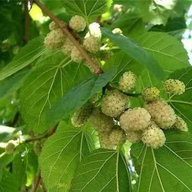 White Mulberry Seeds – Morus alba – 25/100/400 Non-GMO Seeds – Sweet Edible Frui