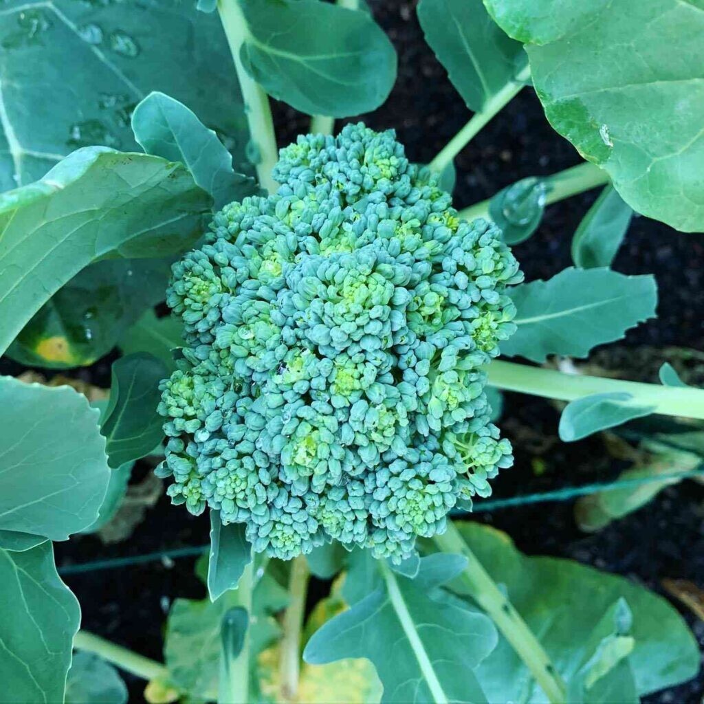 300+ Broccoli Seeds, Waltham 29 Heirloom, Non-GMO, Organic,, Free Shipping #44