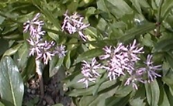 Lychnis viscaria alpina 1,000 seeds