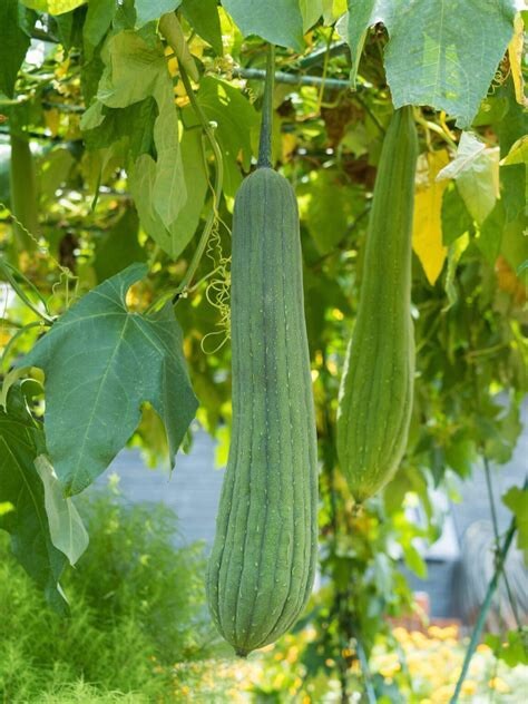 Luffa cylindrica | Sponge Gourd | 10 Seeds