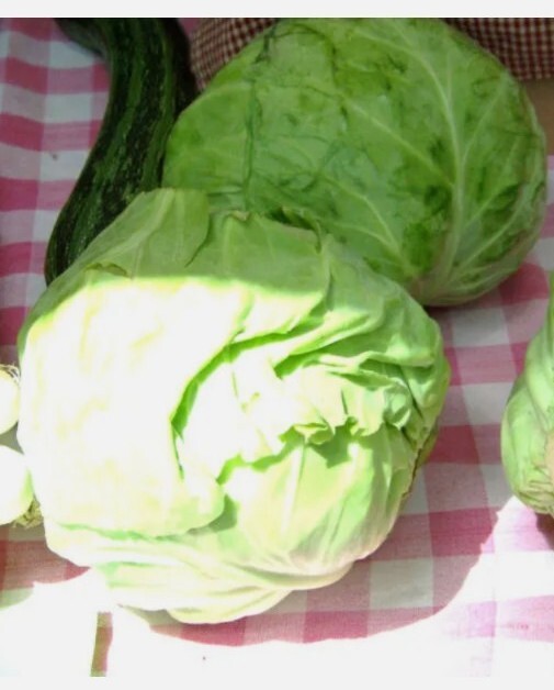 20 +cabbage, DANISH BALLHEAD, 10 lb HEADS! seeds! USA seller