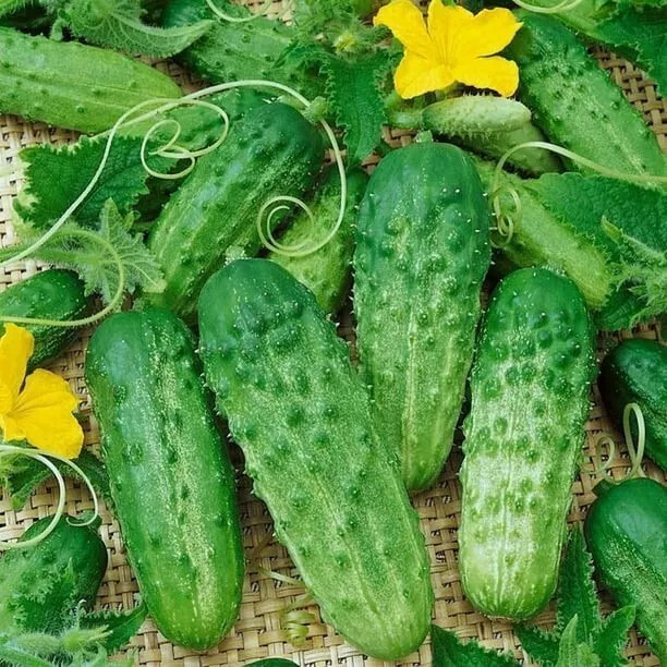 30+ Parisian Gherkin Cucumber Seeds —————— 2015 AAS Regional Winner