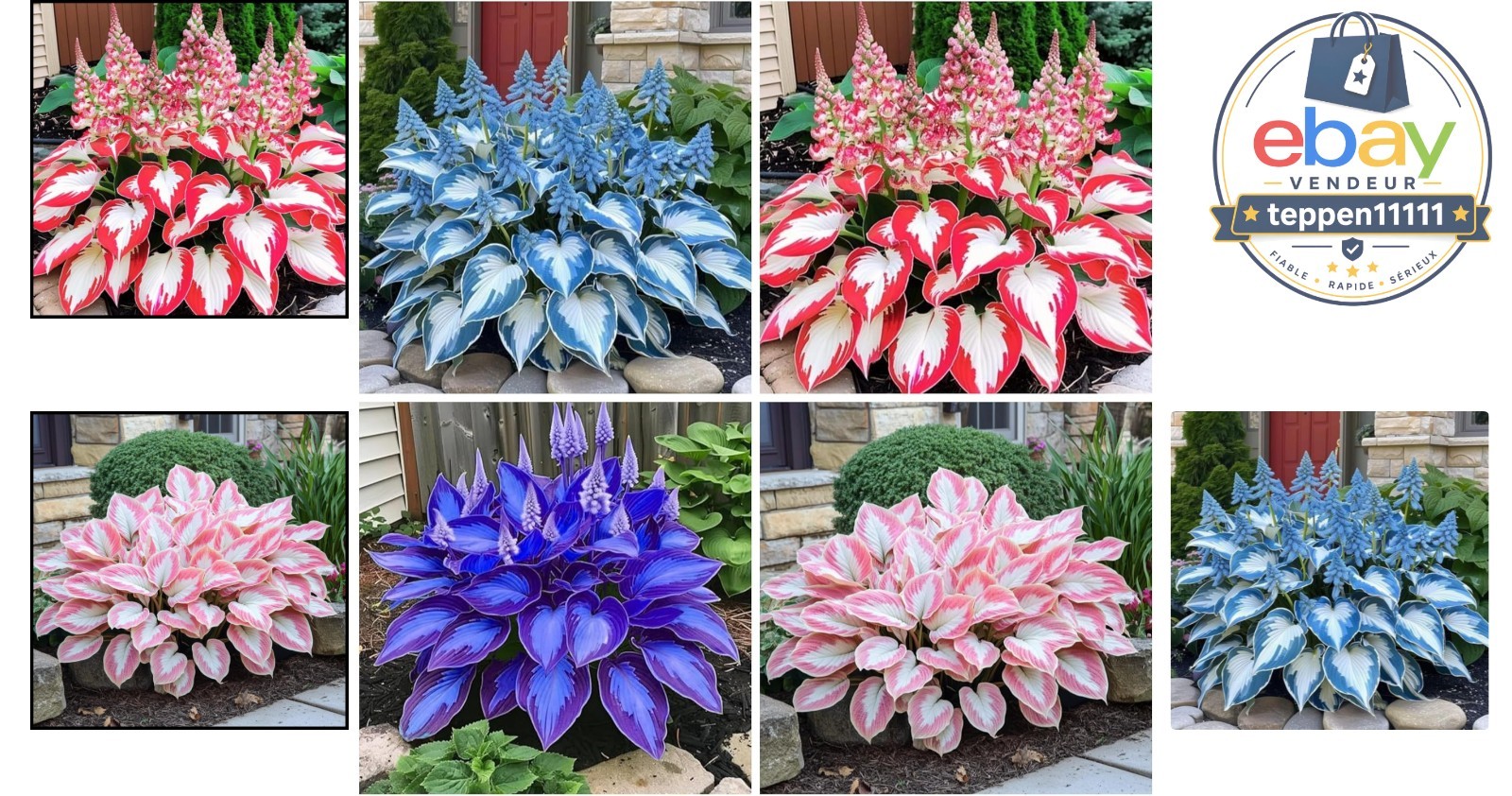 200+ Hosta Seeds Heart-Shaped Leaves – Low Maintenance Outdoor Plants