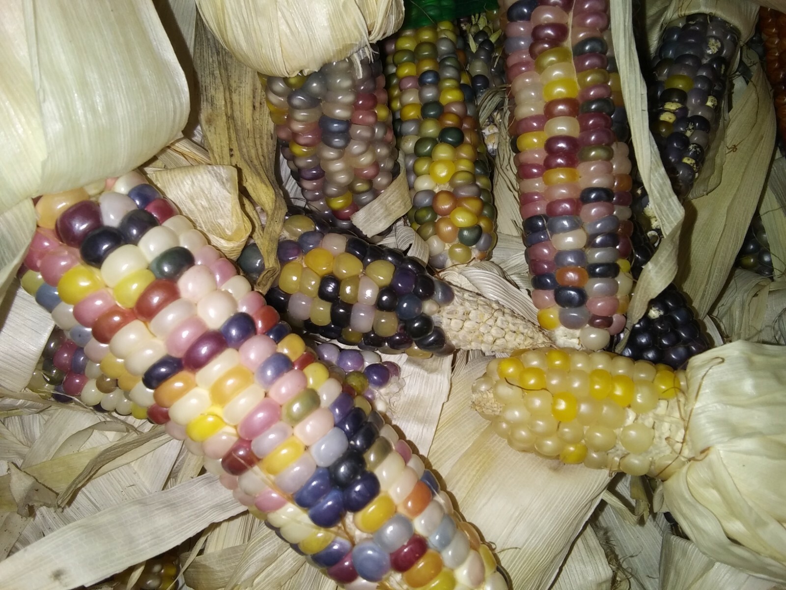 100 GLASS GEM INDIAN CORN SEEDS 2021 HARVEST