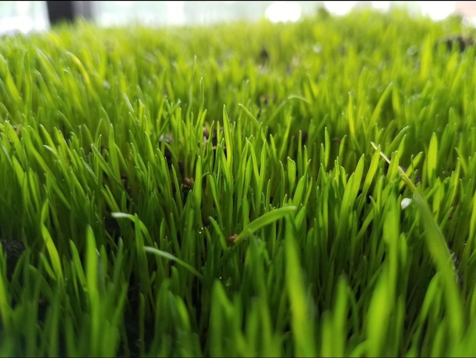 Centipede Grass Seed 5 Pound 5lb